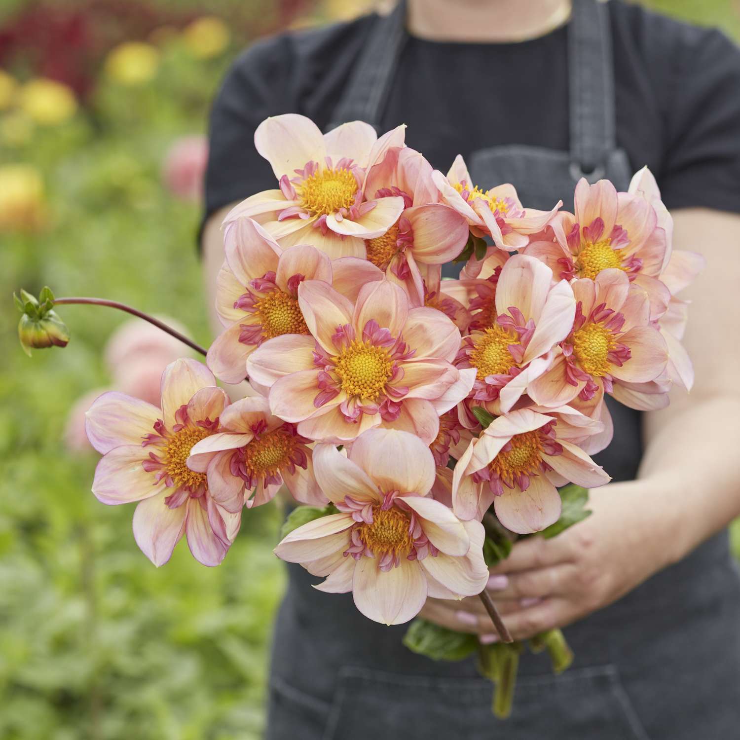 Dahlia 'Campus Nature Metier'